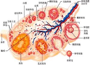 �����ѻ�����Щ֢״���֣�